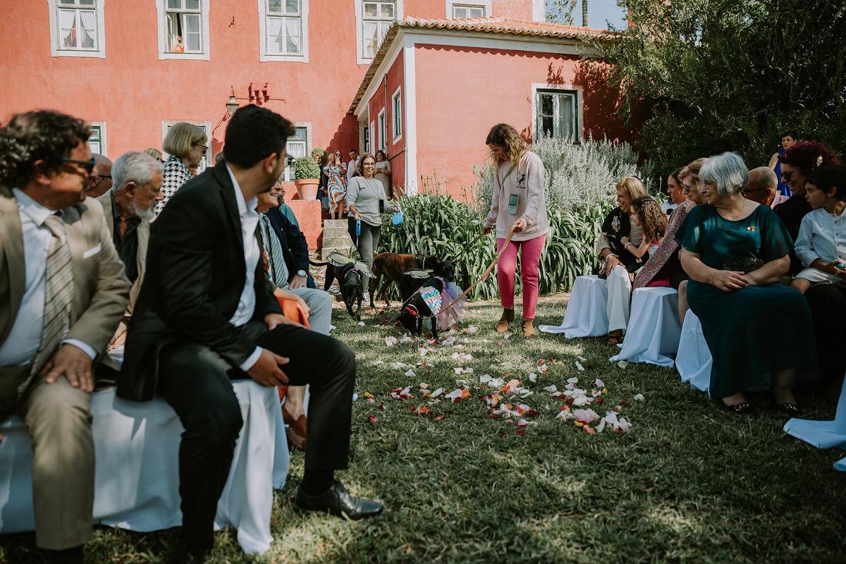 Cão acompanhado por handler em cerimónia de casamento